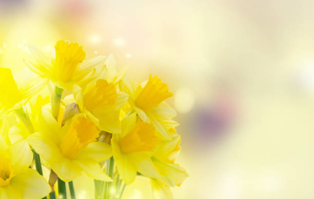 istock bouquet of daffodils flowers 1248153891