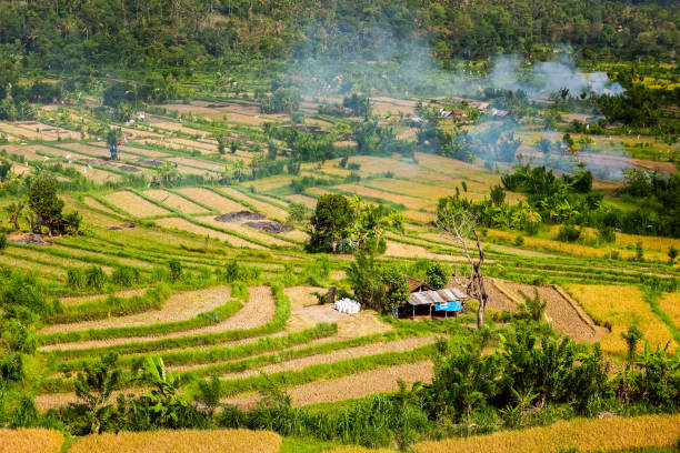 istock rice fields, rice terrace, Bali, Indonesia 1248153911