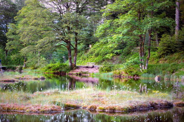 beautiful magic lake landscape with floating peat island, bench on the shore. atmospheric romantic landscape, beautiful nature with trees. tranquility, retreat in nature concept. nonnenmattweiher, schwarzwald. - spring forest scenics reflection imagens e fotografias de stock