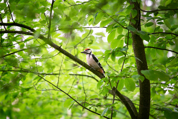 Middle spotted woodpecker on the tree. Bird sitting on the branch .