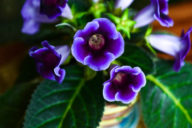 istock Purple bell flower in a potted house 1248156498