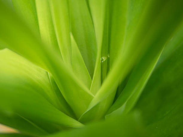 istock Water drop on green long leaves. Close up. Dew after rain macro. 1248157051