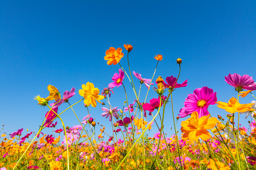 Beautiful purple,pink,red, cosmos flowers blooming in the garden with blue sky on nature background