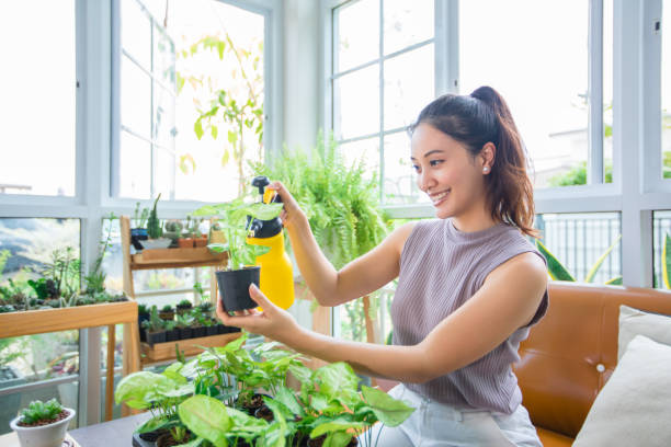 Asian woman Gardener Spraying of water on the plant in the garden at home. An Asian woman takes care of the tree and is using a spray of water on the tree on a relaxing day in the garden at home. asian indoor plants stock pictures, royalty-free photos & images