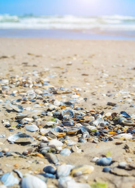 istock sand beach background seashell sea star holiday shells on beach 1248160842