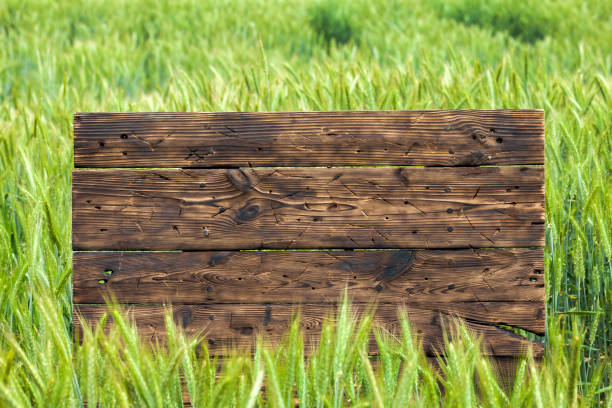 istock Old brown board erected in a field of rye in spring 1248160970