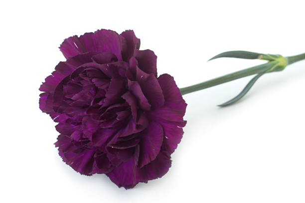 Purple carnation flower stock photo