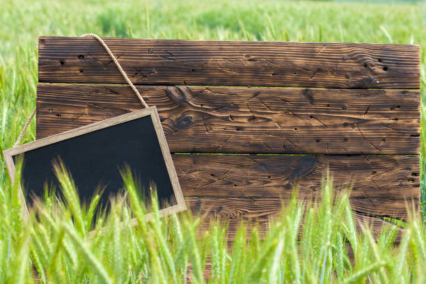 istock Old brown board erected in a field of rye in spring 1248161235