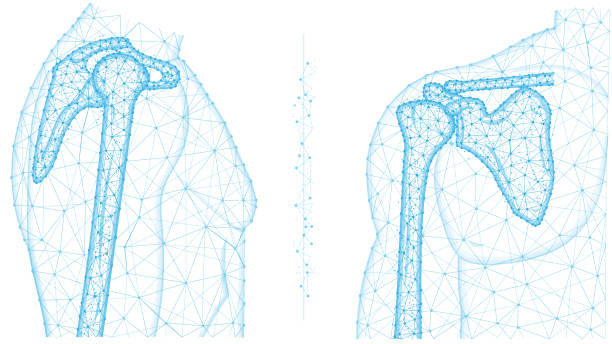 ilustraciones, imágenes clip art, dibujos animados e iconos de stock de ilustración vectorial poligonal de la articulación del hombro frontal y lateral. anatomía del concepto de esqueleto humano. diseño de poli-bajo abstracto médico sobre un fondo blanco - shoulder bone