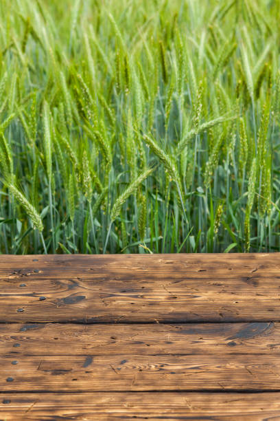istock Old brown board erected in a field of rye in spring 1248161296