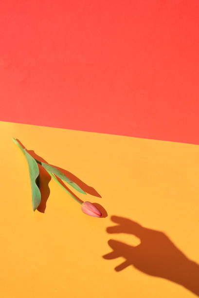 Tulip and the shadow of a hand reaching for it. Minimalism.