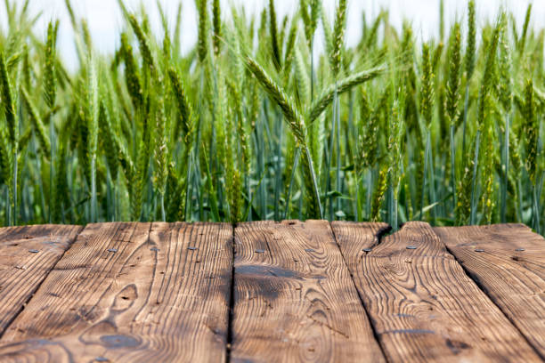 istock Old brown board erected in a field of rye in spring 1248161353