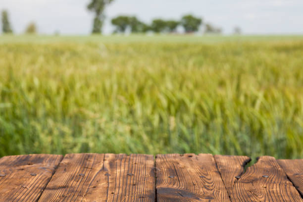 istock Old brown board erected in a field of rye in spring 1248161378