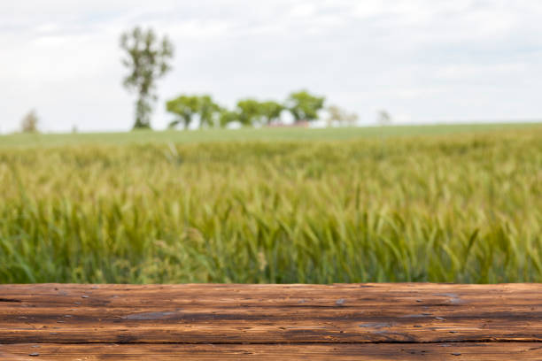 istock Old brown board erected in a field of rye in spring 1248161460