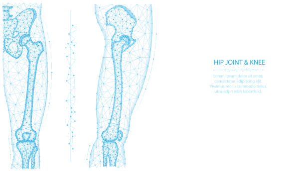 엉덩이 관절과 무릎 앞면과 측면보기 다각형 벡터 그림. 다리와 골반 해부학 개념. 흰색 배경에 의료 추상 낮은 �폴리 디자인 - hip replacement stock illustrations