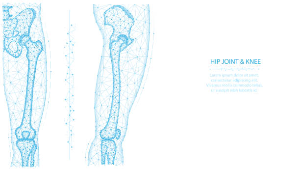 хип сустава и колена передней и боковой зрения полигональных вектор иллюстрации. концепция анатомии ног и таза. медицинский абстрактный ни - human bone illustrations stock illustrations