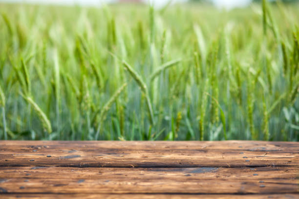 istock Old brown board erected in a field of rye in spring 1248161591
