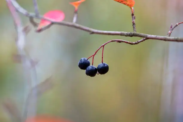 Chokeberry or Chokeberry