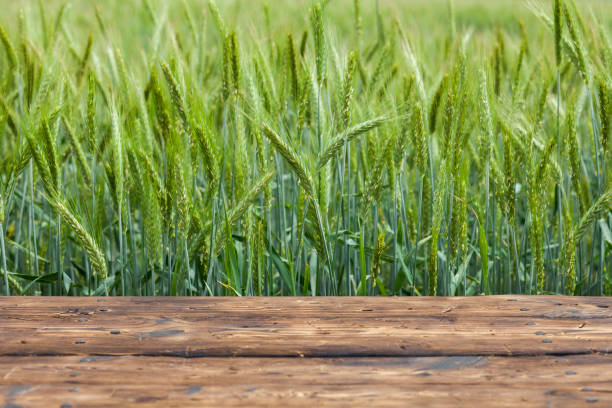 istock Old brown board erected in a field of rye in spring 1248161768