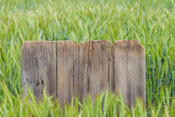 Old brown board erected in a field of rye in spring