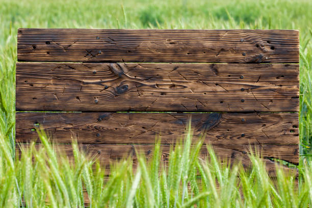 Old brown board erected in a field of rye in spring