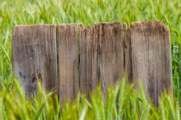 istock Old brown board erected in a field of rye in spring 1248161926