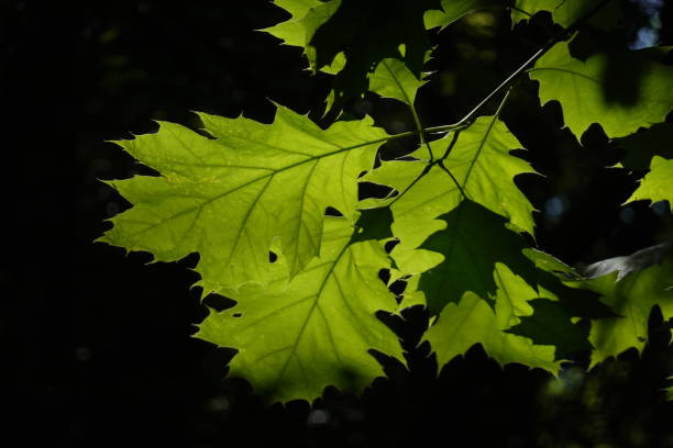 istock Silhouette of leaves 1248162053