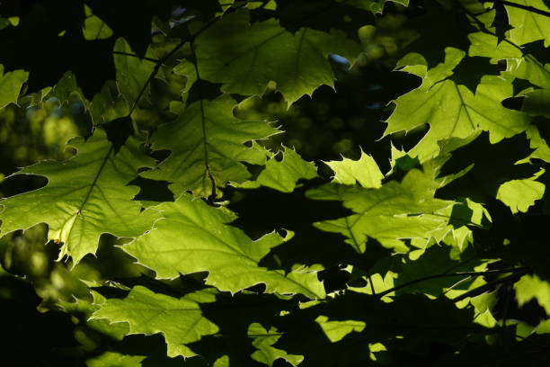 istock Silhouette of leaves 1248162604