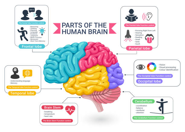 Functional areas of the human brain diagram vector illustrations. Functional areas of the human brain diagram vector illustrations. cortex stock illustrations