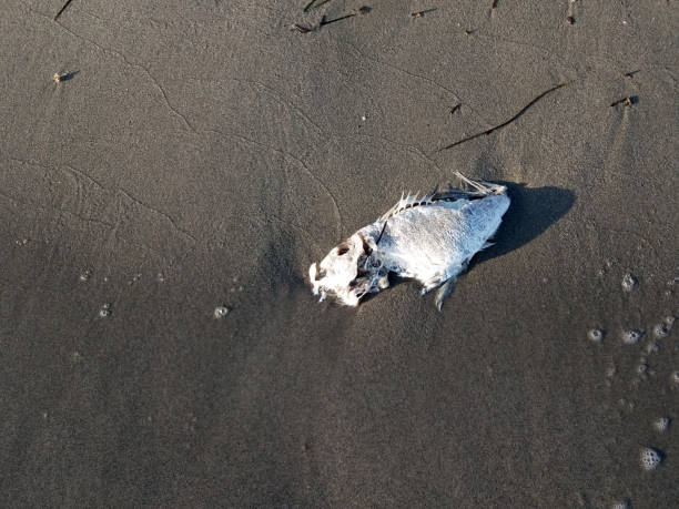 Decomposing dead fish carcass washed ashore on beach with mostly fish bones left dead fish on the beach near the water's edge, bone can be seen fish dead dead body dead animal stock pictures, royalty-free photos & images