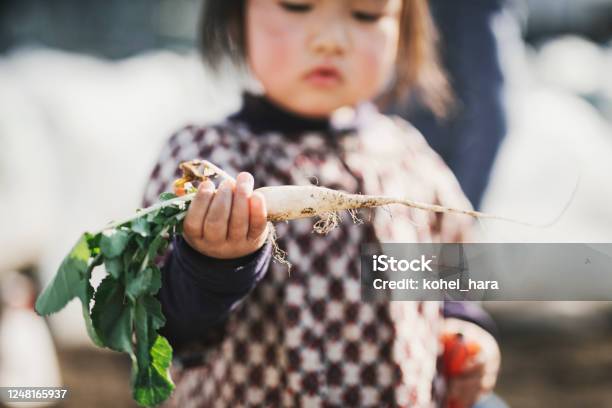 野原で野菜を収穫する女の子