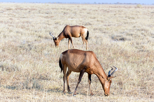 photo in the wild of hartebeests in Namibia