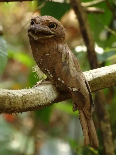 Sri Lanka frogmouth or Ceylon frogmouth Batrachostomus moniliger bird picture with subject looking at camera