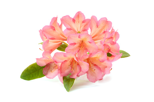 Rhododendron flower head with pink orange texture on white isolated background.