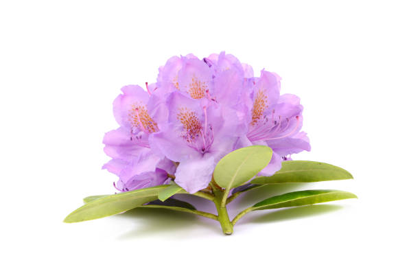 istock light purple rhododendron flower heads on white isolated background. 1248168331