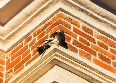 Pigeon on a brick wall background view from below. Orange brick pattern. Architectural element of the facade. Old building. Portrait of a bird in soft focus.