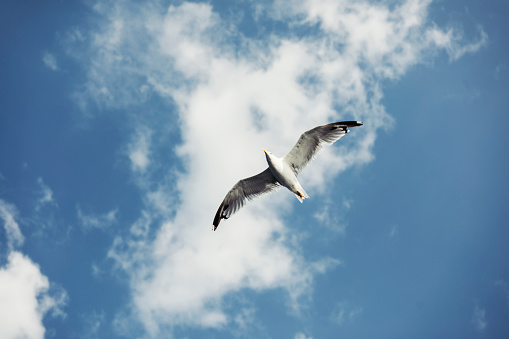 Photo of a seagull flying with sky in the background