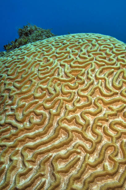 istock Brain coral, Coral Reef, Caribbean Sea 1248168883