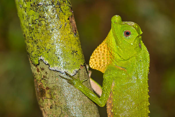 istock Hump-nosed Lizard, Lyriocephalus scutatus 1248168965