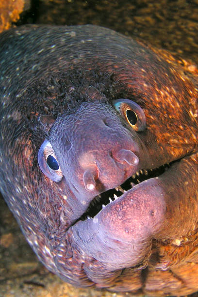 istock Mediterranean Moray, Muraena helena 1248168976