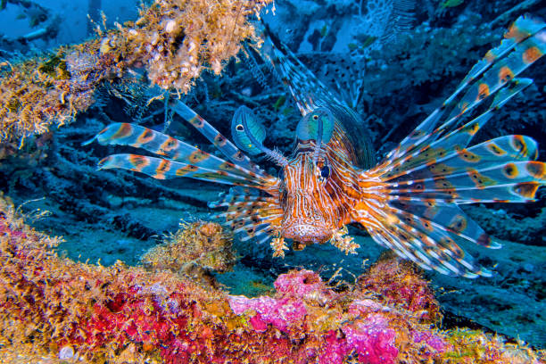 Red Lionfish, Pterois volitans Red Lionfish, Pterois volitans, South MaleAtoll, Maldives, Indian Ocean, Asia scorpionfish photos stock pictures, royalty-free photos & images