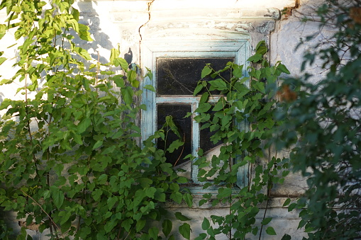Old abandoned rural house with a window overgrown with green plants