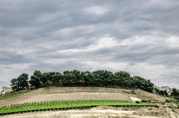 Vineyards in the Canosine countryside and fields cultivated with wheat to obtain the typical local flour.Nearby you can see the woodsThe vines have not yet reached maturity, in this period farmers are dedicated to pruning vine plants.