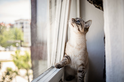 A Thai domestic cat is sitting by the window