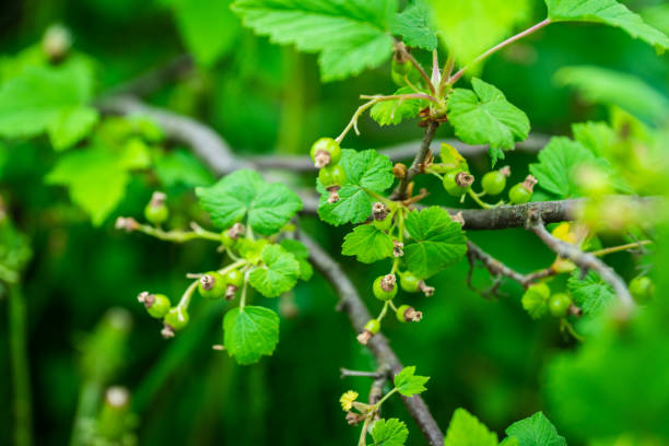 istock Red currant berry bush with unripe berries in the garden 1248172231