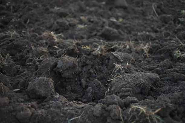 istock Excavated land closeup, cultivated field with fresh soil. 1248172414