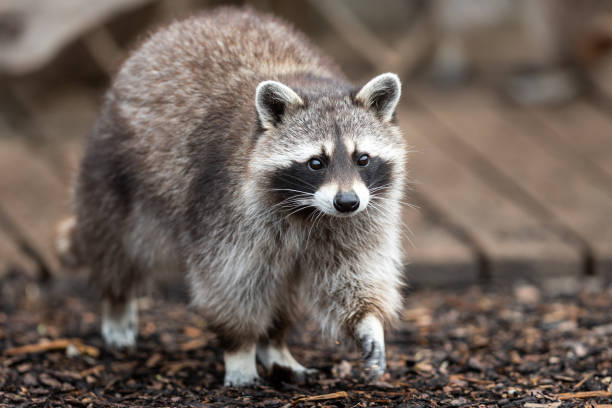 istock Raccoon in the garden 1248172699
