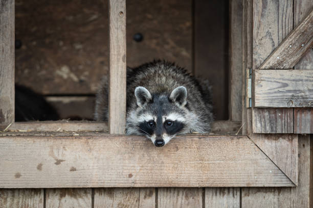 istock Raccoon in the garden 1248173899