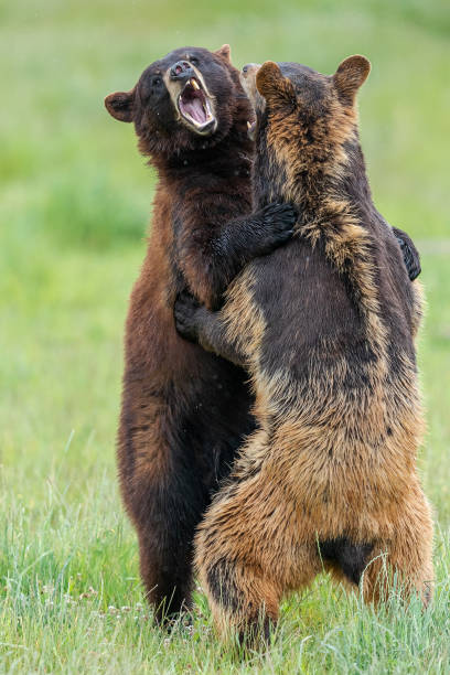 American Black Bear fighting in the meadow American Black Bear fighting in the meadow black bear cub stock pictures, royalty-free photos & images