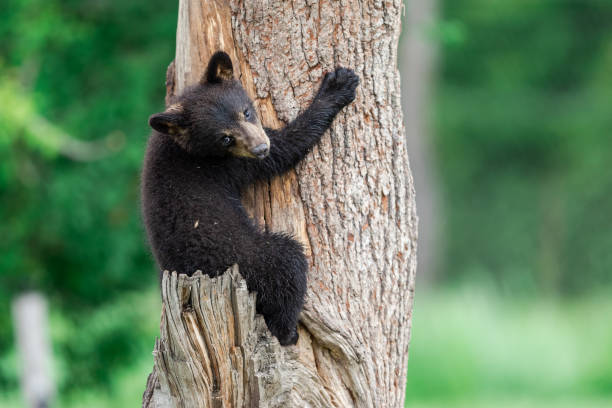 istock Young American Black Bear climbing the tree 1248174044